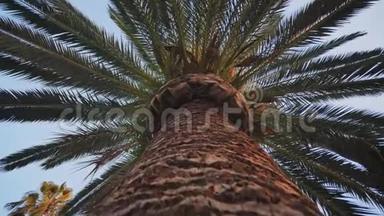 巴塞罗那公园树棕榈树的电子稳定<strong>运动视频</strong>。